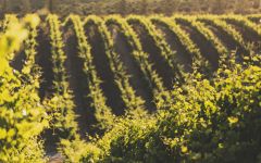 Andrew Murray Vineyards Syrah Vines at Andrew Murray Vineyards Winery Image