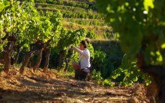 Chateau Canadel Winery Image