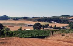 Averaen Eola Springs Vineyard Winery Image