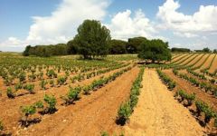 Bodegas Valderiz Winery Image