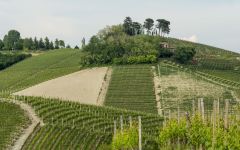 Castello di Neive Messoirano Vineyard Winery Image