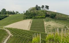 Castello di Neive Messoirano Vineyard Winery Image