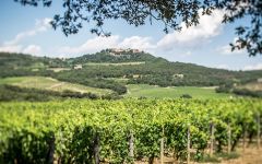 San Felice Vineyards of Brunello di Montalcino Winery Image