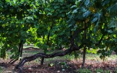 Ruggeri Old Vines at Ruggeri Winery Image