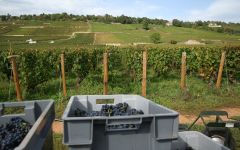 Nicolas Potel Nicolas Potel Harvest in Burgundy Winery Image