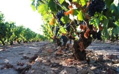 Bodegas Martinez Corta The Vines Winery Image