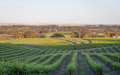 Schild Estate Southern Barossa Winery Image