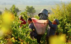 Domaine de Fontsainte Harvest at Domaine de Fontsainte Winery Image