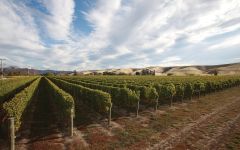 The Seeker Marlborough New Zealand Vineyard Winery Image