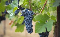 Caymus-Suisun Grand Durif Petite Sirah grapes Winery Image