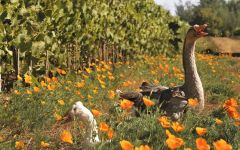 Miguel Torres Organic vineyard, Curicó Valley Winery Image