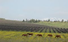 Yarden Horses Graze on the Yarden Property Winery Image