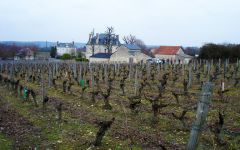 Charles Joguet The domaines old Cabernet Franc vines Winery Image