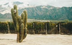 El Esteco The heart of the Calchaquí Valleys Winery Image