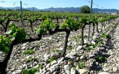 Bodegas Urbina Winery Image