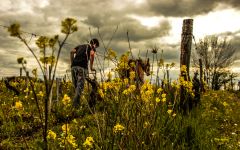 Chateau Lestignac Plowing the Vineyards By Horse Winery Image