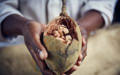 Bayab Baobab botanical  Winery Image