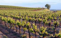 Cave de Pomerols HB  Winery Image