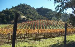 Lava Vine Winery Learn About Buy Online Wine