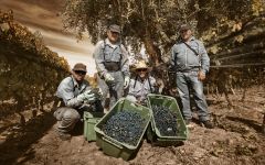 Bodegas Renacer Harvest Workers at Bodegas Renacer Winery Image