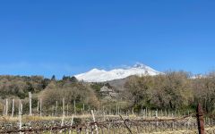 Biondi Mt. Etna Behind the Biondi Vineyards Winery Image