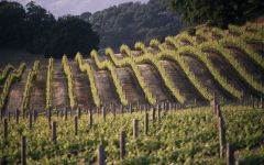 Brass Tacks Winery Image