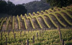 Brass Tacks  Winery Image