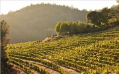 O'Shaughnessy Winery Image