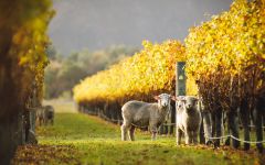 Whitehaven Winter Grazing - Sheep at Narrows Vyd Winery Image