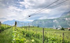 Cesconi Winery Image