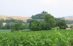 Carpineta Fontalpino Winery Image