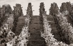 Aubert The Passion of Elegant Farming Winery Image