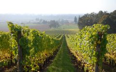 Chehalem Stoller Vineyard Winery Image