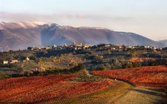 Bellafonte  Winery Image