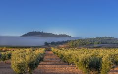 Casa Castillo Morning Fog Clears in the Vineyard Winery Image