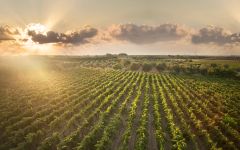Cantele Winery Image
