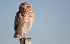 Finca Decero Lechuza owls Winery Image