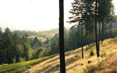 Darioush Darioush Sage Vineyard Mount Veeder Winery Image