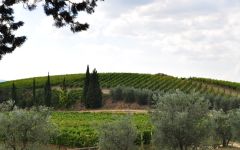 Castello di Monsanto Il Poggio Vineyard Winery Image