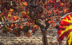 Argiolas Autumn in Sardinia at Argiolas Winery Winery Image