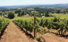 J. Christopher Medici Vineyard Winery Image