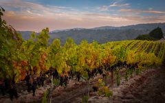 Bargetto Merlot at Regan Vineyard Winery Image