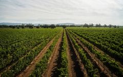 Carneros Highway Sangiacomo Vella Vineyard Carneros Winery Image