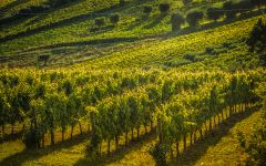 Lucchetti Lucchetti Lacrima Vines Winery Image