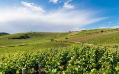 Image of winery