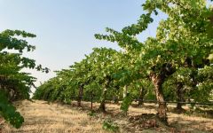 Three Rivers Winery TRW Vineyard Corridors Winery Image