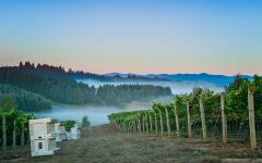 Shea Wine Cellars Fog rolling through the vineyard Winery Image