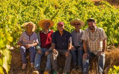 Garage Wine Co. The Team in Sauzal Vineyard, Maule Winery Image