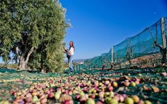 Domaine la Suffrene Olive Trees Winery Image