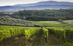 Tenuta di Bibbiano Vigna del Capannino Slope Winery Image